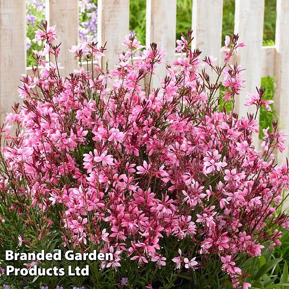 Gaura 'Baby Butterfly Dark Pink'