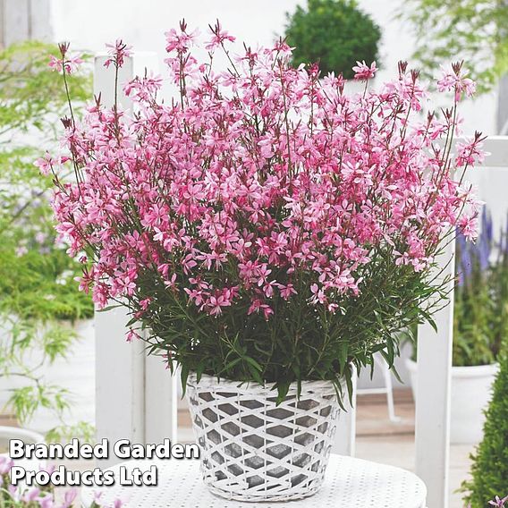 Gaura 'Baby Butterfly Dark Pink'