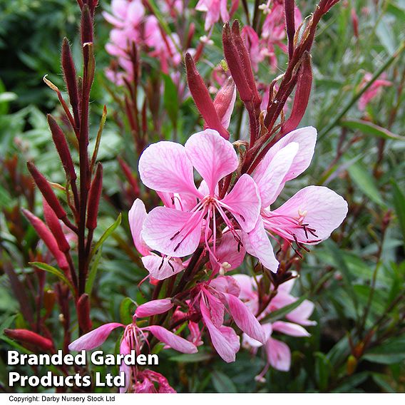 Gaura lindheimeri 'Passionate Blush'