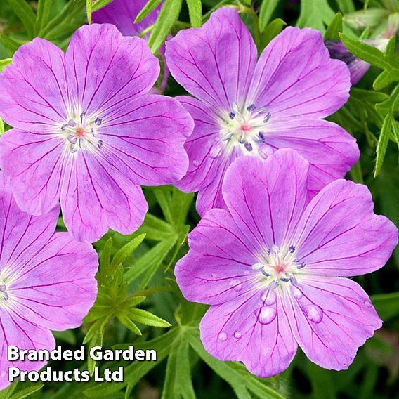 Geranium sanguineum Vision Violet