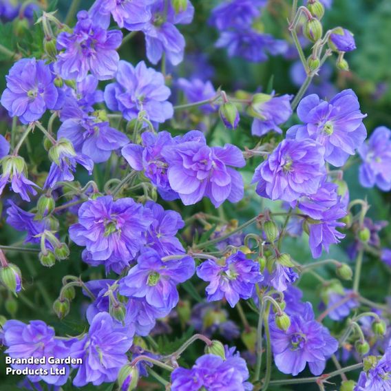 Geranium pratense 'Plenum Violaceum'