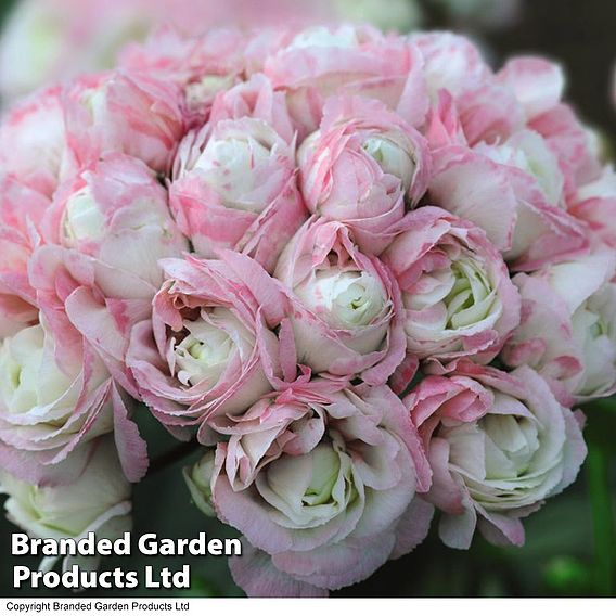 Geranium 'Appleblossom Rosebud'