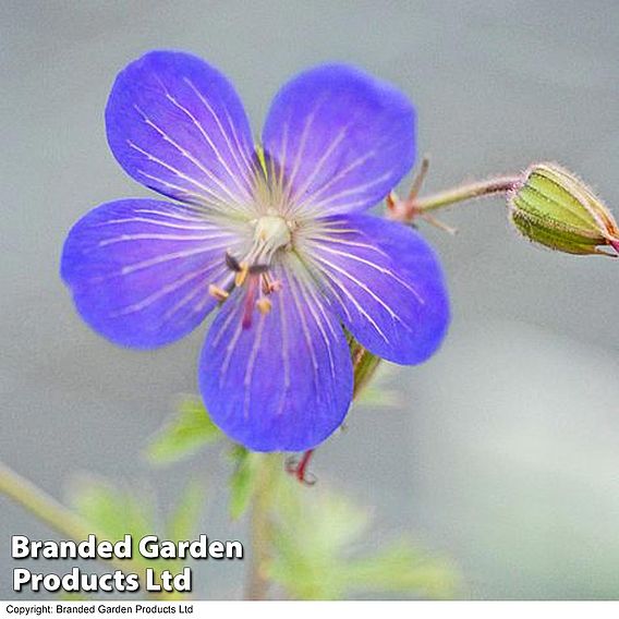 Geranium 'Johnson's Blue'