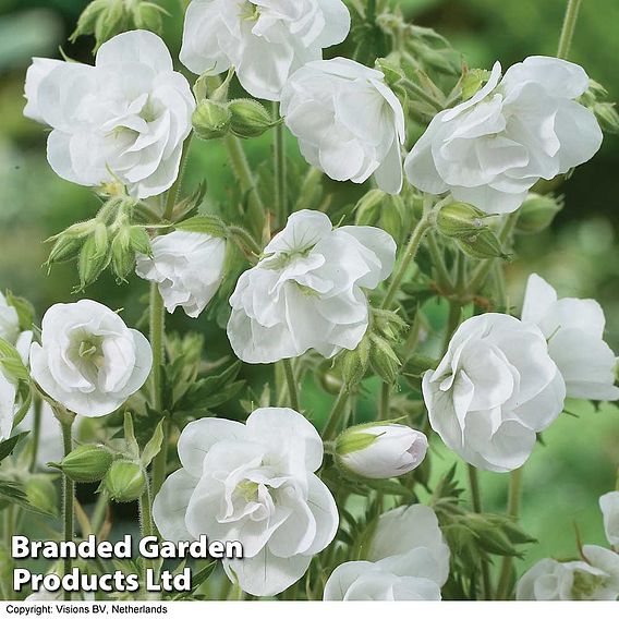 Geranium pratense var. pratense f. albiflorum 'Laura'