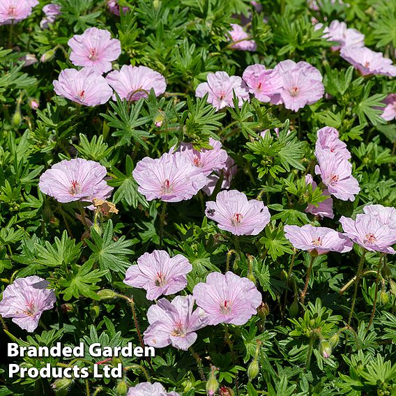 Geranium sanguineum 'Appleblossom'