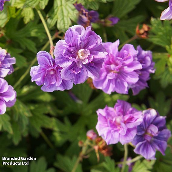 Geranium himalayense 'Birch Double'