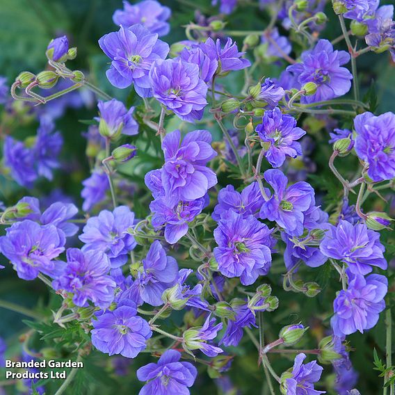 Geranium himalayense 'Birch Double'