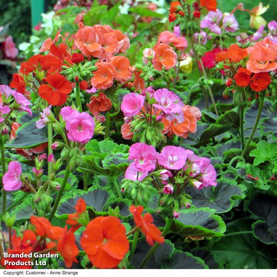 Geranium 'Black Velvet Mix' F1 - Seeds