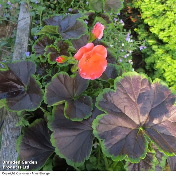 Geranium 'Black Velvet Mix' F1 - Seeds