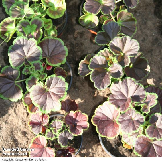 Geranium 'Black Velvet Mix' F1 - Seeds