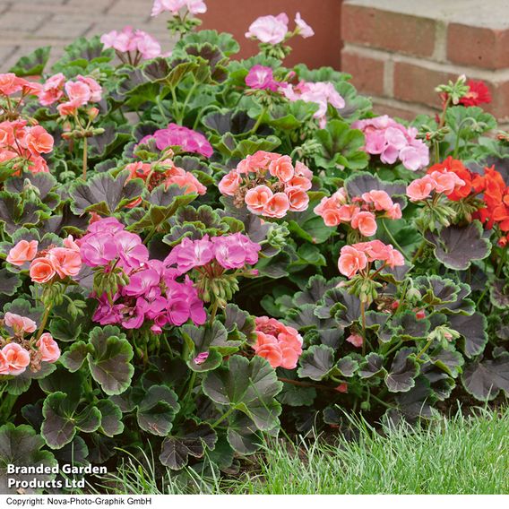 Geranium 'Black Velvet Mix' F1 - Seeds