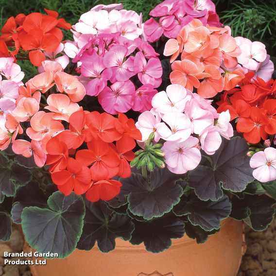 Geranium 'Black Velvet Mix' F1 - Seeds