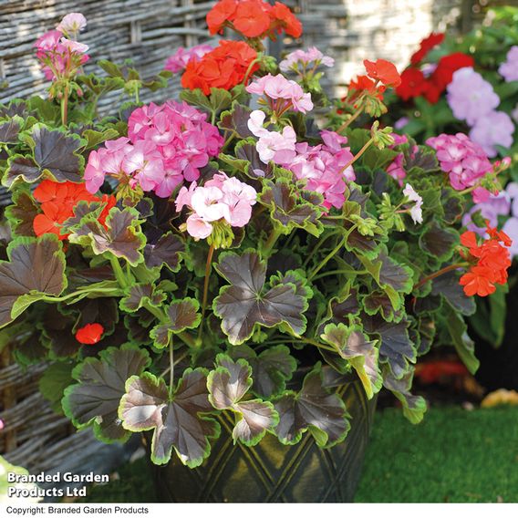 Geranium 'Black Velvet Mix' F1 - Seeds