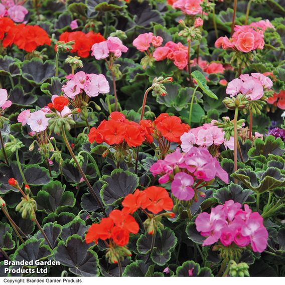 Geranium 'Black Velvet Mix' F1 - Seeds