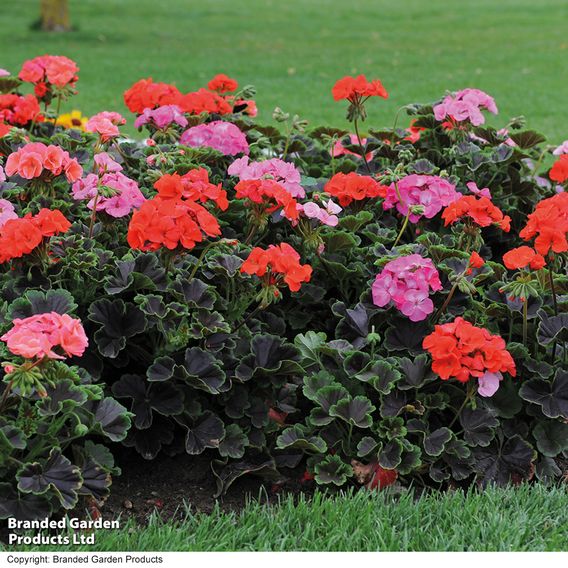 Geranium 'Black Velvet Mix' F1 - Seeds