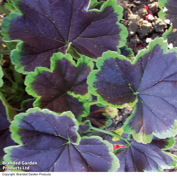 Geranium 'Black Velvet Mix' F1 - Seeds