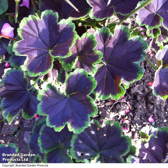 Geranium 'Black Velvet Mix' F1 - Seeds