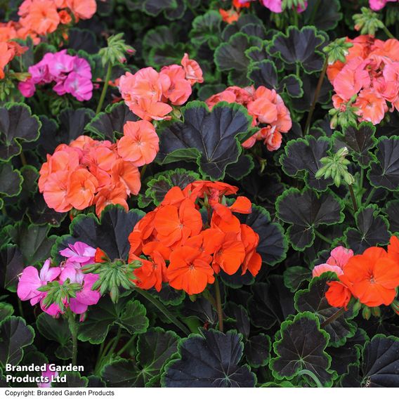 Geranium 'Black Velvet Mix' F1 - Seeds