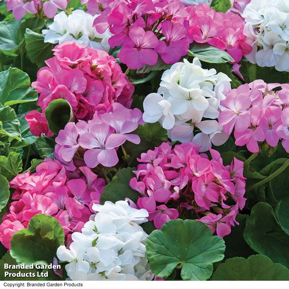 Geranium 'Jackpot Candyfloss' Mix