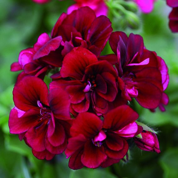 Geranium 'Grandeur® Ivy Velvet'