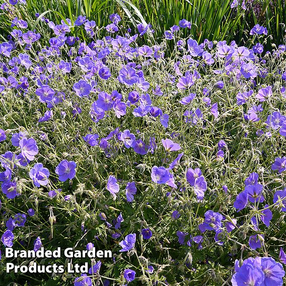 Geranium himalayense 'Gravetye'