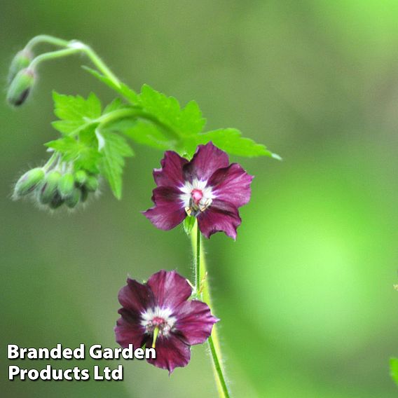 Geranium phaeum 'Joseph Green'