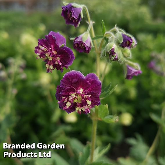 Geranium phaeum 'Joseph Green'