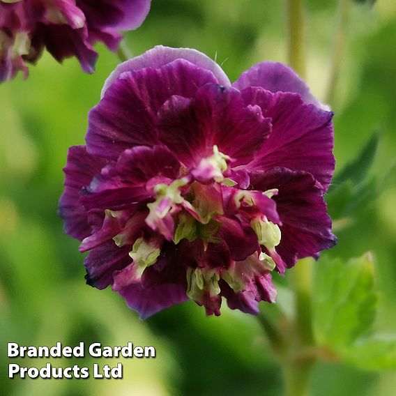 Geranium phaeum 'Joseph Green'