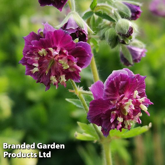 Geranium phaeum 'Joseph Green'