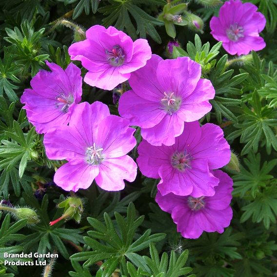 Geranium 'Little Charmer'