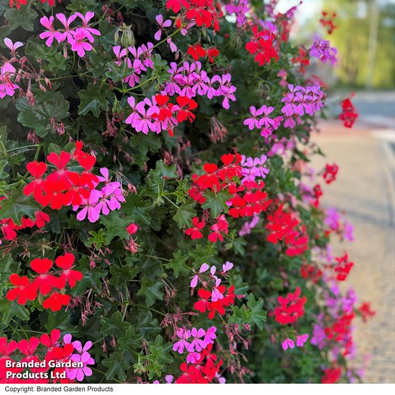 Geranium peltatum 'Pink'