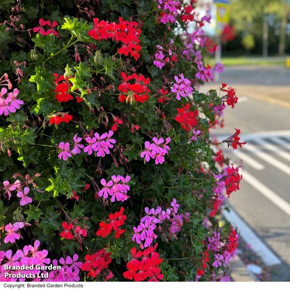 Geranium peltatum Trio