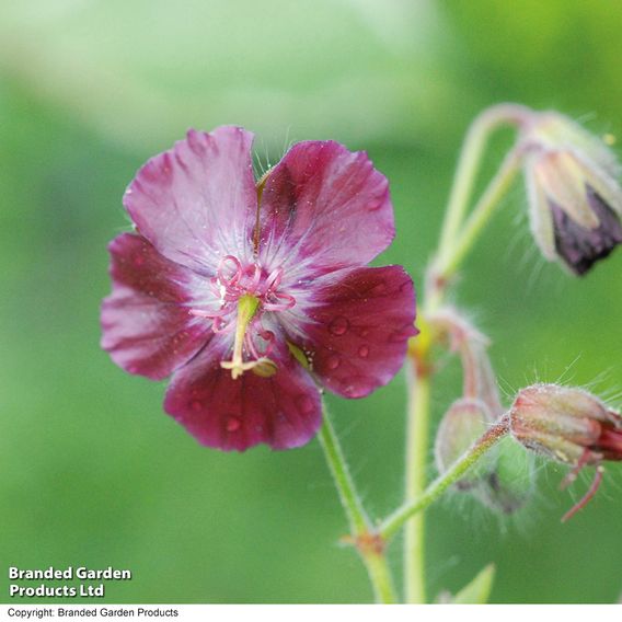 Geranium phaeum var. phaeum 'Samabor'