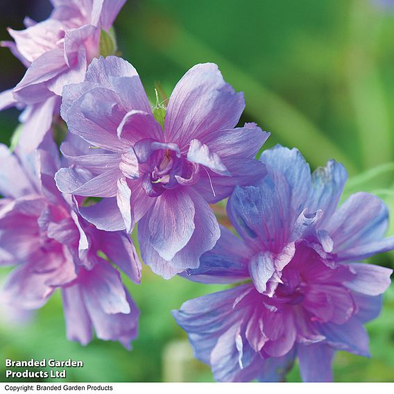 Geranium pratense 'Plenum Caeruleum'