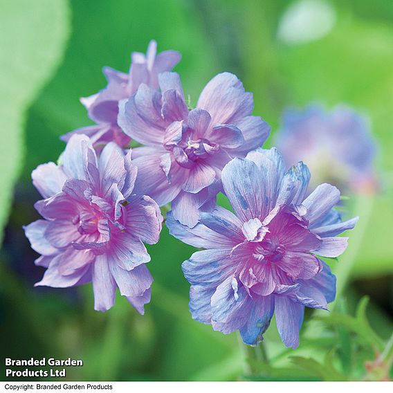 Geranium pratense 'Plenum Caeruleum'