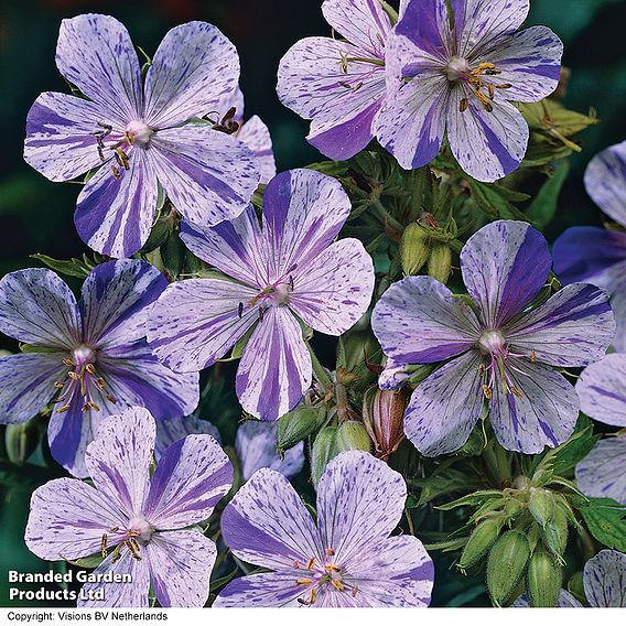 Geranium pratense 'Splish Splash™'