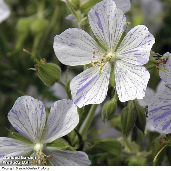 Geranium pratense 'Splish Splash™'