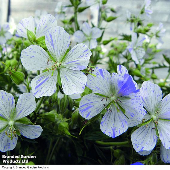 Geranium pratense 'Splish Splash™'