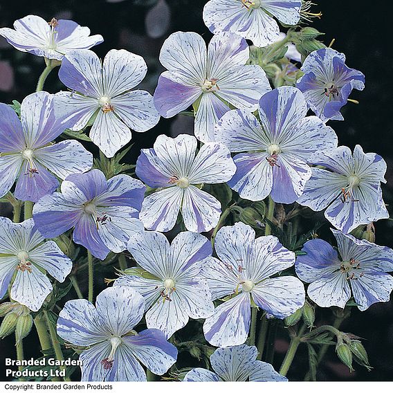 Geranium pratense 'Splish Splash™'