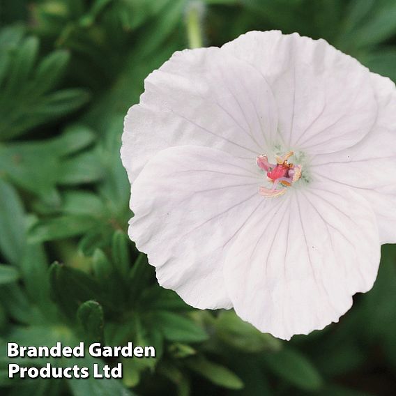 Geranium sanguineum 'Album'