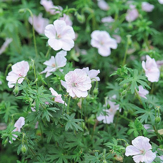 Geranium sanguineum 'Album'