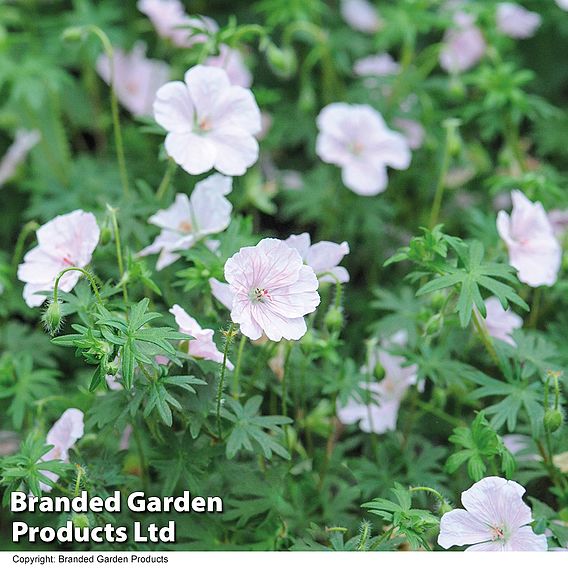 Geranium sanguineum 'Album'