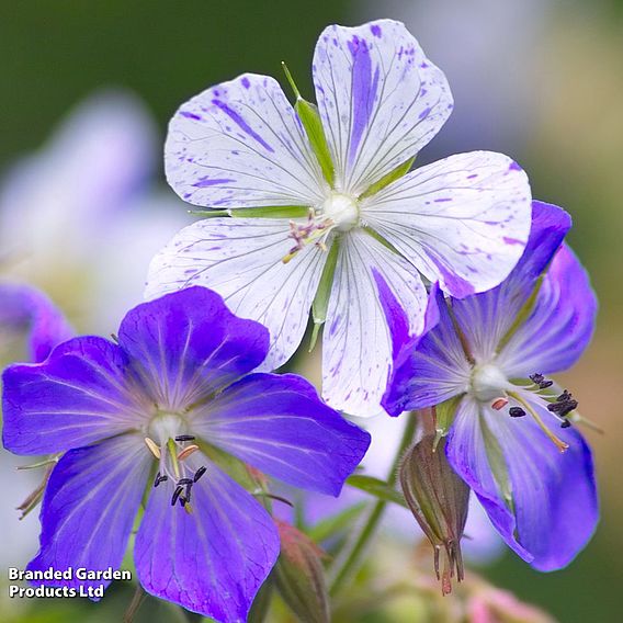 Geranium pratense 'Splish Splash™'