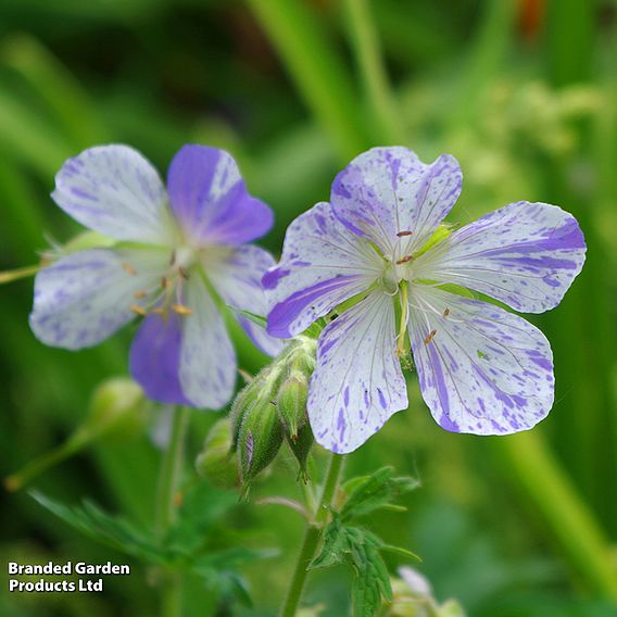 Geranium pratense 'Splish Splash™'