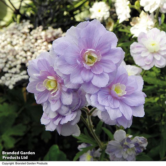 Geranium pratense 'Summer Skies'