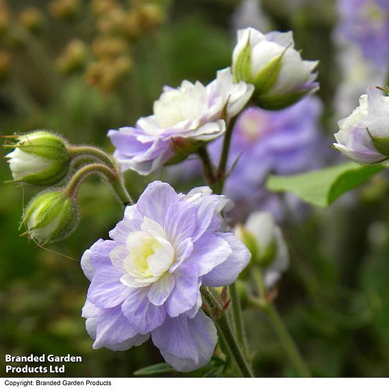 Geranium pratense 'Summer Skies'