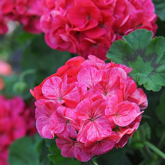 Geranium 'Tall Dark & Handsome Hot Pink' | Dobies