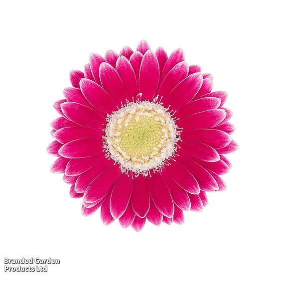 Gerbera garvinea 'Cheeky Magenta'