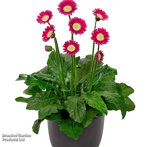 Gerbera garvinea 'Cheeky Magenta'