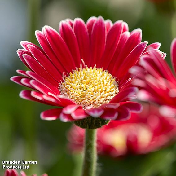 Gerbera garvinea 'Cheeky Magenta'